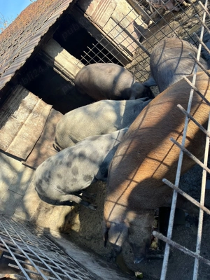 Vând porci 100-170 kg - imagine 2