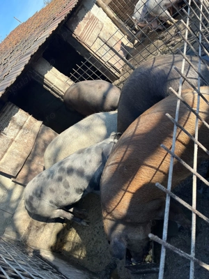 Vând porci 100-170 kg