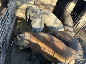 Vând porci 100-170 kg - imagine 3