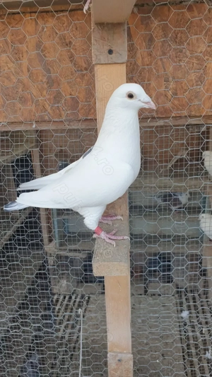 Ocazie! Vand 4 femele voiajor de concurs cu super origini! - imagine 6