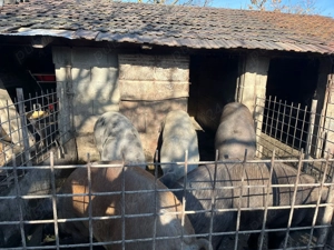 Vând porci 100-170 kg - imagine 5