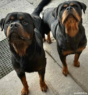 Puiuti de Rottweiler