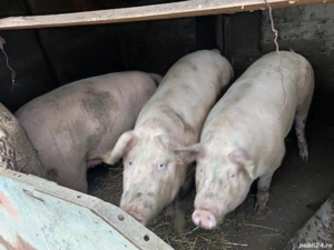 porci de vanzare - imagine 2
