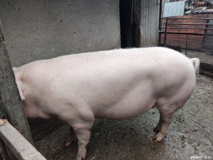 porci de vanzare