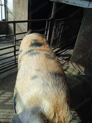 Porci ptr sacrificat  - imagine 3