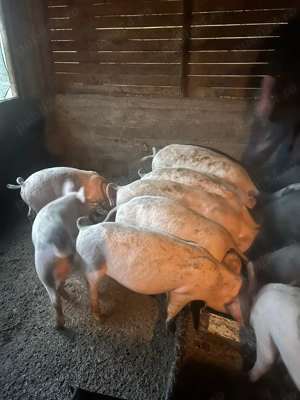 Vând porc pentru Crăciun 200 kg 17 ron kg Olt bals - imagine 3