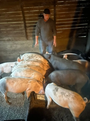 Vând porc pentru Crăciun 200 kg 17 ron kg Olt bals - imagine 2