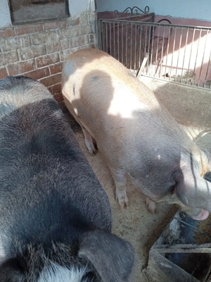 Porci ptr sacrificat  - imagine 5