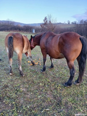 vand manza  - imagine 4