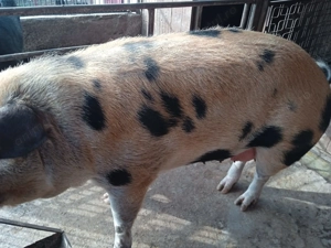 Porci ptr sacrificat  - imagine 2