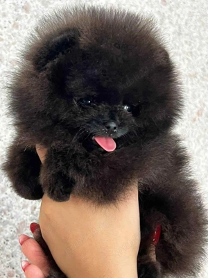 Fetita pomeranian talie mini