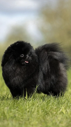 Fetita pomeranian talie mini - imagine 4