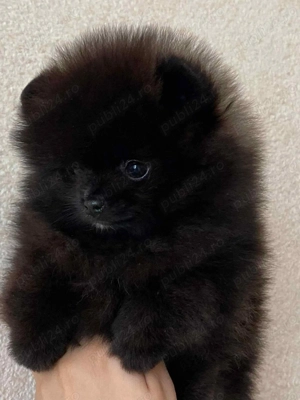 Fetita pomeranian talie mini - imagine 2