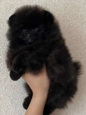 Fetita pomeranian talie mini - imagine 3