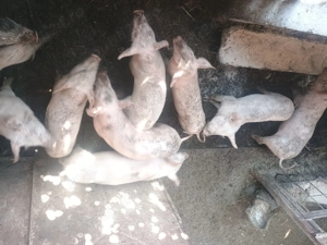 Purcei de vânzare  - imagine 3