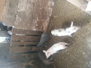 Purcei de vânzare  - imagine 4