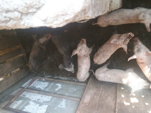 Purcei de vânzare  - imagine 2