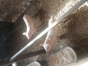 Purcei de vânzare  - imagine 5