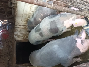 Porci de vanzare - imagine 5