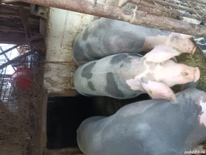 Porci de vanzare - imagine 4