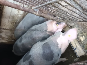 Porci de vanzare - imagine 3