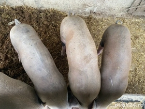 vand porci durok  - imagine 2