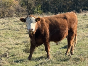 Taur   Vițel Angus cu Bălțat Romanesc 