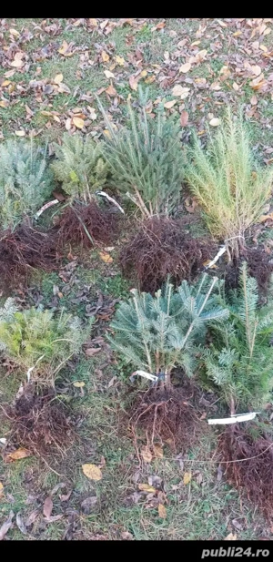 avem la vânzare pueți de salcâm 