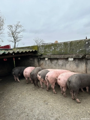 arvunesc porci de crăciun 