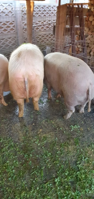 Porci pentru sacrificat de diferite mărimi! - imagine 3