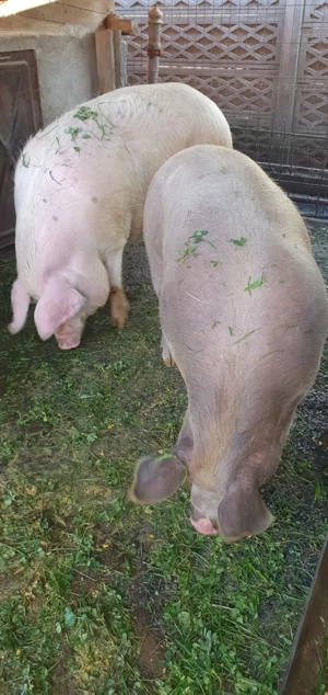 Porci pentru sacrificat de diferite mărimi! - imagine 2