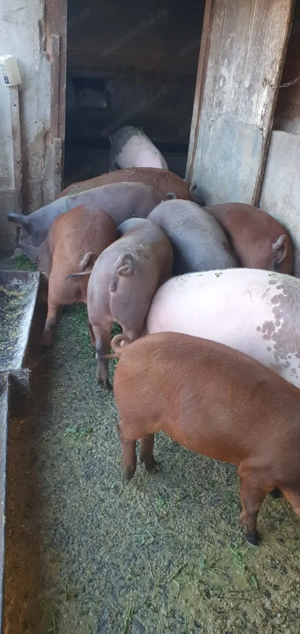 Porci pentru sacrificat de diferite mărimi! - imagine 4