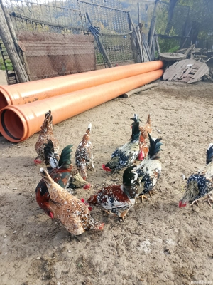 pui pe taci Râmnicu sărat - imagine 2