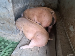 Porci rase de carne diferite greutati !!! - imagine 3
