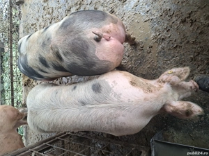 Porci rase de carne diferite greutati !!! - imagine 4