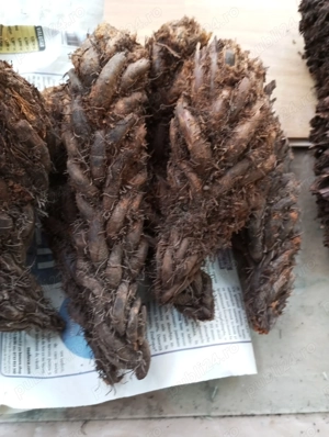 Navalnic ,rădăcini mari