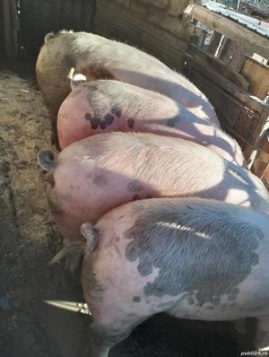 Porcii grași  - imagine 3