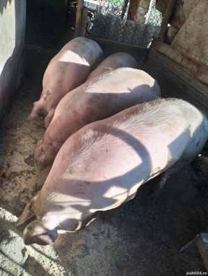 Porcii grași  - imagine 2