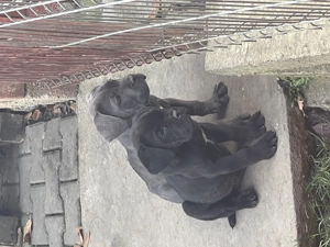 Vând Puii Cane Corso
