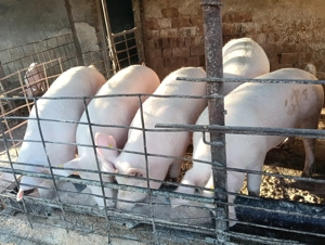 Vând porci  - imagine 3