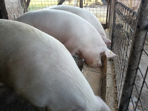 Vând porci  - imagine 2