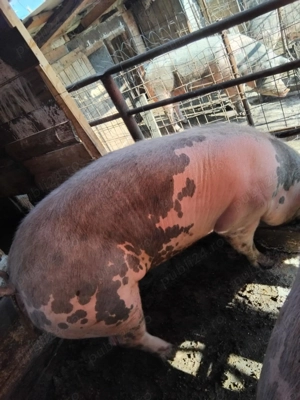 Vând porcii de tăiat - imagine 4