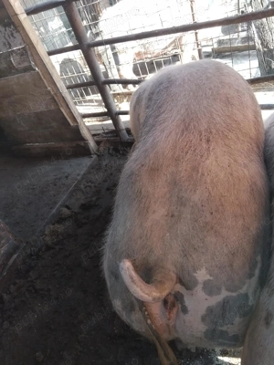 Vând porcii tinerii de un An