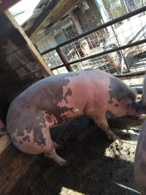 Vând porcii de tăiat