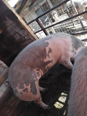 Se vinde porc de carne  - imagine 4