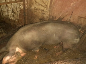 Porc de carne de vânzare  - imagine 2