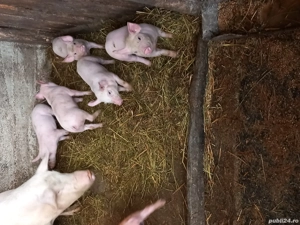 de vânzare porci de carne  - imagine 3