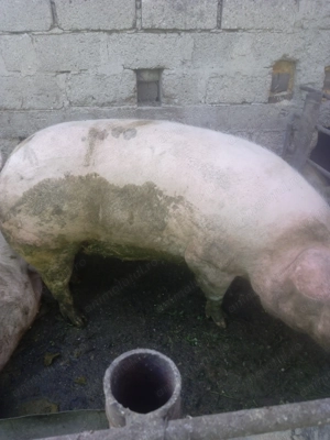 Porci de vânzare rasa de carne - imagine 4