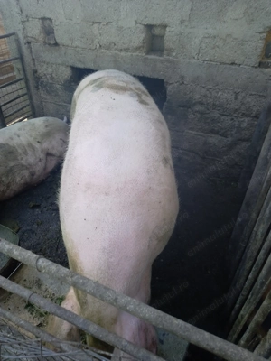 Porci de vânzare rasa de carne - imagine 5