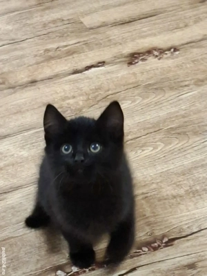 British Shorthair bleack - imagine 2